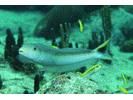 Sand Tilefish - Tilefish (<i>Malacanthus plumieri</i>)