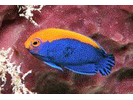 Flameback Angelfish - Angelfish<br>(<i>Centropyge aurantonotus</i>)