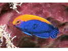 Flameback Angelfish - Angelfish (<i>Centropyge aurantonotus</i>)