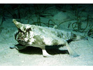 Shortnose Batfish - Batfish (<i>Ogcocephalus nasutus</i>)