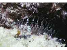 Barfin Blenny - Blenny - Labrisomids<br>(<i>Malacoctenus versicolor</i>)