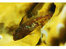Unidentified Darkheaded Blenny Emblemariopsis sp. B - Blenny - Pike, tube, and flag<br>(<i>Emblemariopsis sp. B (Darkheaded)</i>)