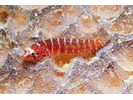 Dwarf Shy Blenny Complex - Blenny - Labrisomids<br>(<i>Starksia nanodes complex</i>)