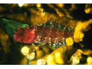 Downy Blenny - Blenny - Labrisomids<br>(<i>Labrisomus kalisherae</i>)