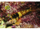 Goldline Blenny - Blenny - Labrisomids<br>(<i>Malacoctenus aurolineatus</i>)