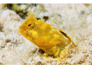Papillose Blenny - Blenny - Pike, tube, and flag<br>(<i>Acanthemblemaria chaplini</i>)