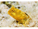 Papillose Blenny - Blenny - Pike, tube, and flag (<i>Acanthemblemaria chaplini</i>)