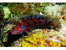 Quillfin Blenny - Blenny - Labrisomids<br>(<i>Labrisomus filamentosus</i>)