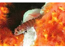 Ringed Shy Blenny Complex - Blenny - Labrisomids<br>(<i>Starksia hassi complex</i>)