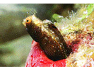 Roughhead Blenny - Blenny - Pike, tube, and flag (<i>Acanthemblemaria aspera</i>)