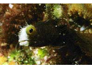 Spinyhead Blenny - Blenny - Pike, tube, and flag (<i>Acanthemblemaria spinosa</i>)