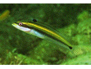 Wrasse Blenny - Blenny - Pike, tube, and flag<br>(<i>Hemiemblemaria simulus</i>)