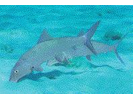 Bonefish - Bonefish (<i>Albula vulpes</i>)