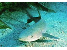 Cobia - Cobia<br>(<i>Rachycentron canadum</i>)