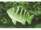 Night Sergeant - Damselfish (<i>Abudefduf taurus</i>)