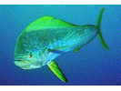 Mahi Mahi / Dolphin / Dorado - Dolphinfish<br>(<i>Coryphaena hippurus</i>)