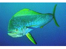 Mahi Mahi / Dolphin / Dorado - Dolphinfish (<i>Coryphaena hippurus</i>)