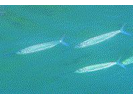 Ballyhoo - Halfbeak<br>(<i>Hemiramphus brasiliensis</i>)