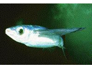 Mirrorwing Flyingfish - Flyingfish<br>(<i>Hirundichthys speculiger</i>)
