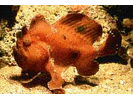 Ocellated Frogfish - Frogfish<br>(<i>Antennarius ocellatus</i>)