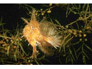 Sargassumfish - Frogfish<br>(<i>Histrio histrio</i>)