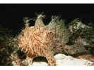 Striated Frogfish - Frogfish<br>(<i>Antennarius striatus</i>)