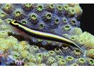 Cleaning Goby - Goby<br>(<i>Elacatinus genie</i>)