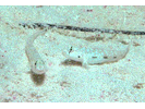 Dash Goby - Goby<br>(<i>Ctenogobius saepepallens</i>)