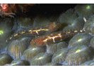 Leopard Goby - Goby<br>(<i>Tigrigobius saucra</i>)