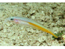 Seminole Goby - Goby (<i>Microgobius carri</i>)