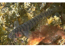 Tiger Goby - Goby<br>(<i>Gobiosoma macrodon</i>)