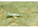 White-eye Goby - Goby (<i>Bollmannia boqueronensis</i>)