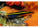 Yellownose Goby - Goby (<i>Elacatinus randalli</i>)