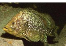 Marbled Grouper - Seabass<br>(<i>Dermatolepis inermis</i>)