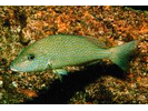 Pigfish - Grunt<br>(<i>Orthopristis chrysoptera</i>)