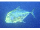 African Pompano - Jack (<i>Alectis ciliaris</i>)