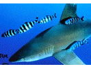 Pilot Fish - Jack<br>(<i>Naucrates ductor</i>)