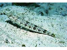 Bluestriped Lizardfish - Lizardfish (<i>Synodus saurus</i>)