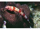 Red Lizardfish - Lizardfish (<i>Synodus synodus</i>)