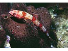 Red Lizardfish - Lizardfish<br>(<i>Synodus synodus</i>)