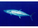 King Mackerel - Mackerel<br>(<i>Scomberomorus cavalla</i>)