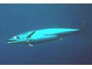 Wahoo - Mackerel (<i>Acanthocybium solandri</i>)