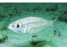 Mottled Mojarra - Mojarra<br>(<i>Eucinostomus lefroyi</i>)