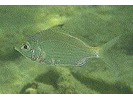 Silver Jenny - Mojarra<br>(<i>Eucinostomus gula</i>)