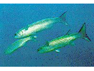 Striped Mullet - Mullet (<i>Mugil cephalus</i>)