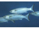 White Mullet - Mullet (<i>Mugil curema</i>)