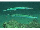 Flat Needlefish - Needlefish (<i>Ablennes hians</i>)