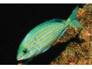 Pinfish - Porgy (<i>Lagodon rhomboides</i>)