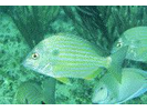 Sea Bream - Porgy (<i>Archosargus rhomboidalis</i>)