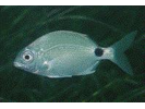 Silver Porgy - Porgy<br>(<i>Diplodus caudimacula</i>)